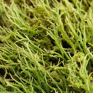 Lichen Moss