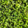 Copy of Hypnum Moss - Variant 2